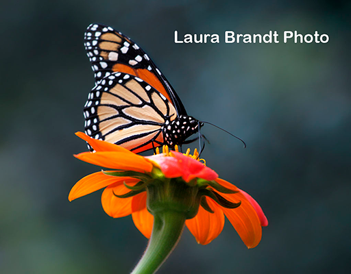 Butterfly on flower